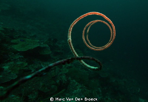 circle by Marc Van Den Broeck 